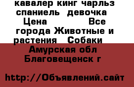  кавалер кинг чарльз спаниель -девочка › Цена ­ 45 000 - Все города Животные и растения » Собаки   . Амурская обл.,Благовещенск г.